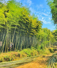 [����]�㽭ʮ�����չŵ�