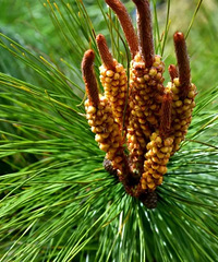 ��Ĵ��죬����һ���ɻ�����