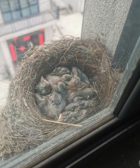 ס��̫ӵ����