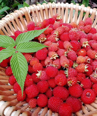 Ŀ���������Ҹ����ʵĶ�������88�꽷��������Ů��