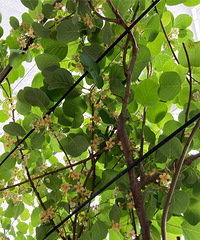 �����ֵ�⨺����ǲ��ᡰ���С��ģ���Ϊ��