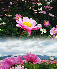 �ô�һƬ��ҩ����򿨵��˺ö�