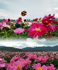 �ô�һƬ��ҩ����򿨵��˺ö�