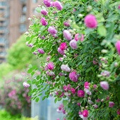 ����·�ߵķ羰