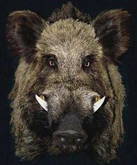 [��]һ����ƿ����ʼ�ڻ��������м������ƻε���