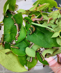 �������ġ���ɫ�޹�����׽��С����