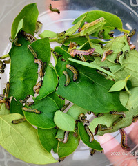 �������ġ���ɫ�޹�����׽��С����