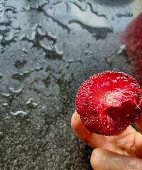 ��᲻���йʵ����ε��뷨��