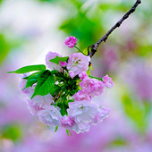 ӣ����İ��