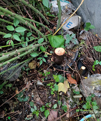 һ���û�Ͱ������һƬ��