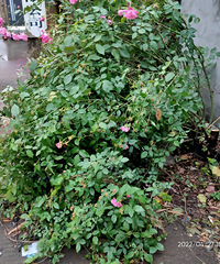 һ���û�Ͱ������һƬ��