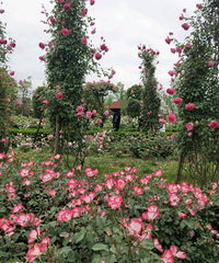 ȥ�λ��ʻ��ۿ����������ڲ�����Ʊ��ѽ�