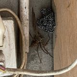 �궼�ŵ���