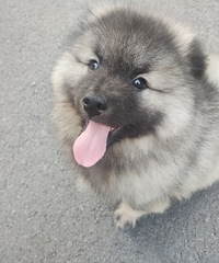 ���ۼ������ֺ���ʨëȮһֻ