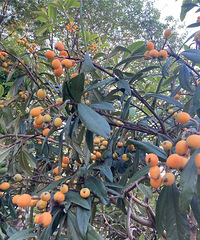 ����͵��͵�ɻ�������������