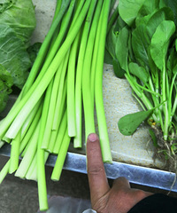 �߸���֪����̦������ָ16Ԫһ��ڸ���ô����