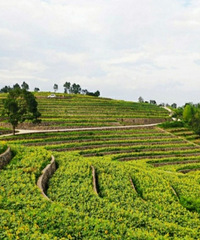 ȥƽĶɽ壬ͬ＾ڱػƽ