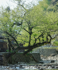 [����]��ϪϿ����ġ����ء����ҿӴ�