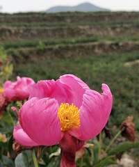 ��ʯɽͷ��ҩ���ǿ�