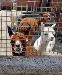 ̨����Ұ������԰һȦ