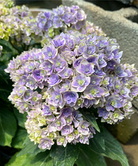 �������ġ�����ͷ͵���򻨵Ķ���