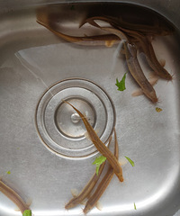 Ұ�����������������죬��Ȼ��ɫ��