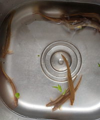 Ұ�����������������죬��Ȼ��ɫ��