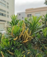 ��ѳ�ݣ�Ҫ��˵�������