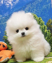 ���ְײ���Ȯ��Ȯ���¼�