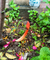 ��ɫ���޵Ĺ����ǲ��Ƕ����ж��İ�