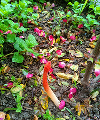 ��ɫ���޵Ĺ����ǲ��Ƕ����ж��İ�