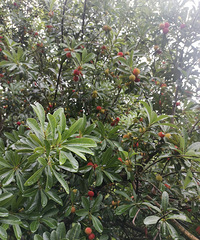 ̨�ݱ��غ�̿÷�������죬��������ʮ������