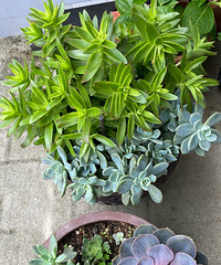 �꼾�Ķ���