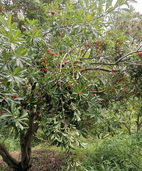 ��÷�շ��죬�ü�����辱��۶�