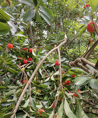 ��÷�շ��죬�ü�����辱��۶�