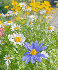 85��δ��MM�������ʣ����ͼޣ��������ԣ��ܾ�PUA