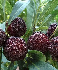 [��ʳ]�㽭��÷��óԱ��棡