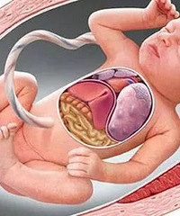 �������裬������̥�����������ȱ���ˡ���