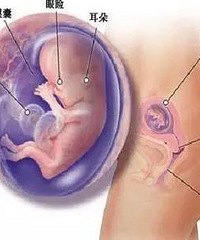 �������裬������̥�����������ȱ���ˡ���