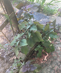 ��ð�Ŀ������������ˮ����