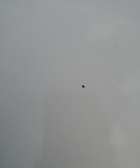 ���Ǹ�ϴ�공����ϵĶ���������ɶ��