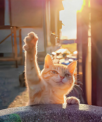 88��ģ�·�ŵģ�����175���������Ҹ������ڵĹ��