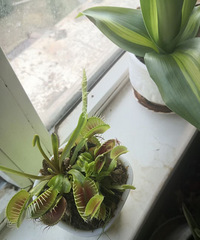 ����̫�಻֪�����������ֲ����û��Ч��