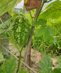 ��֦�ϳ�����ã�����Ǯ������