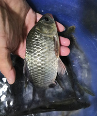 Ұ����������ֳ����۸񷭱���Ӫ��Ҳ������