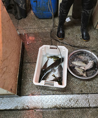 Ұ����������ֳ����۸񷭱���Ӫ��Ҳ������