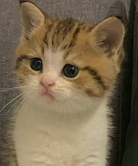 ���������ˣ�СèӤ����Ҫ��������Ŷ