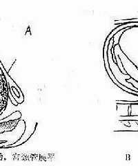 4���������и���������ҽ����������Щ���ɣ��ӿ���������