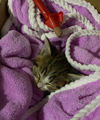 è����Ʒ���о���������һֻ��è