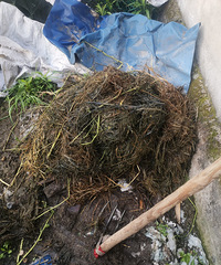 Ѽ���óԣ�Ѽ���ѳ�